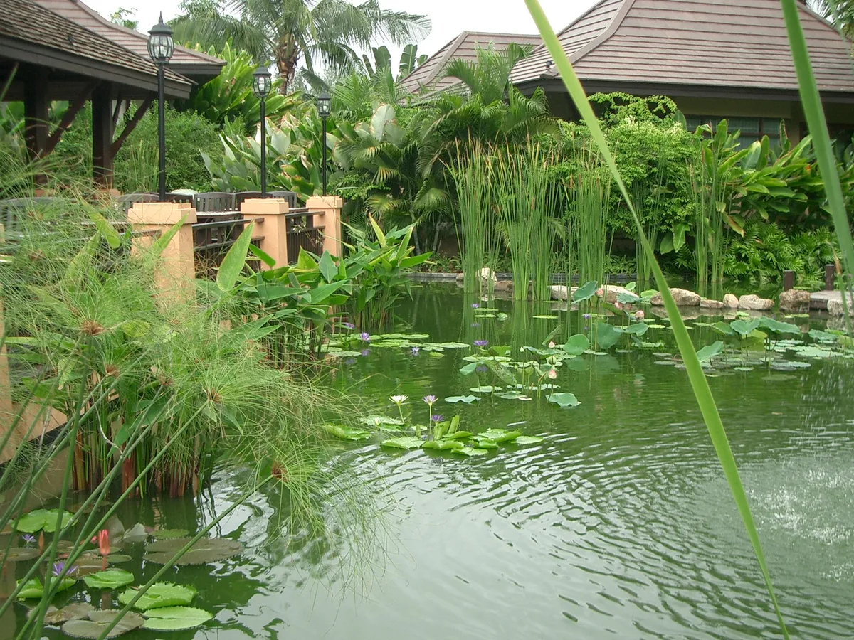Декоративный пруд и сад Bo Phut Resort & Spa