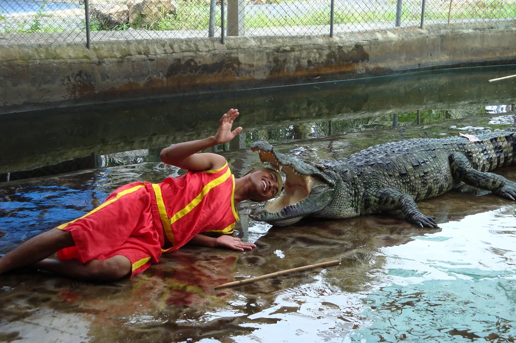 Шоу на крокодиловой ферме Samui Crocodile Farm.