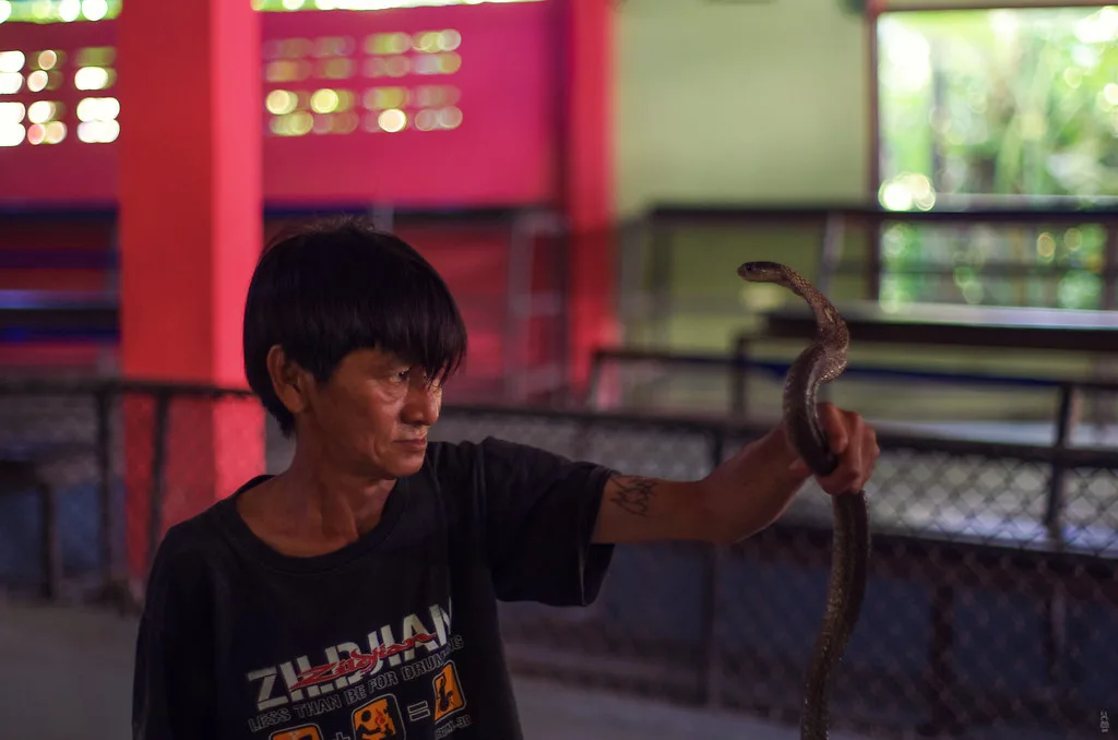 Архивное фото: выступление с коброй на Samui Snake Farm в Панг Ка